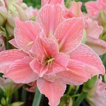 Pink Amaryllis, Amaryllis Plant, Body Ideas, Amaryllis Flowers, Amaryllis Bulbs, Bonsai Flower, Long Flowers, Bonsai Plants, Blooming Plants