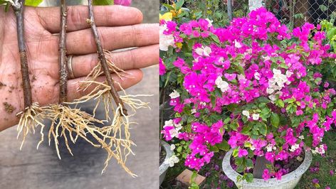 Growing bougainvillea easily with banana peel | By Garden & House V&N Buganvilla Ideas Yards, Propagating Bougainvillea, Growing Bougainvillea, Bougainvillea Care, Front Yard Garden Design, Banana Peel, Growing Plants Indoors, Garden Guide, Garden Yard Ideas