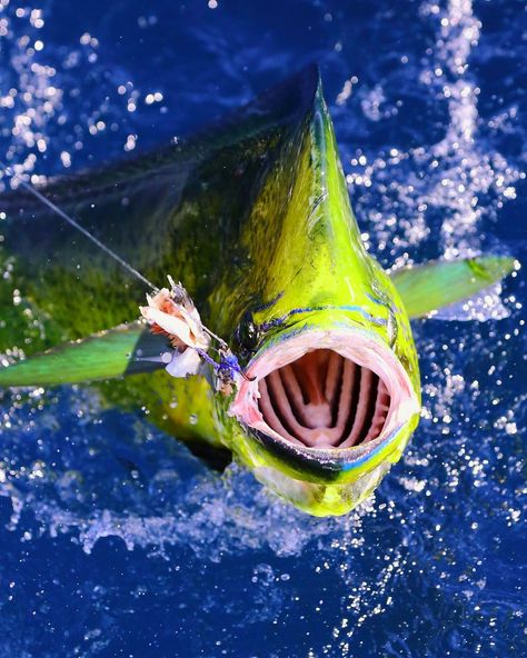 Mahi Mahi - Casa Vieja Lodge & Sportfishing Fleet Fishing 101, Sea Adventure, Salt Water Fishing, Salt Water Fish, Fly Fishing Tips, Saltwater Flies, Offshore Fishing, Adventure Of The Seas, Boat Fishing