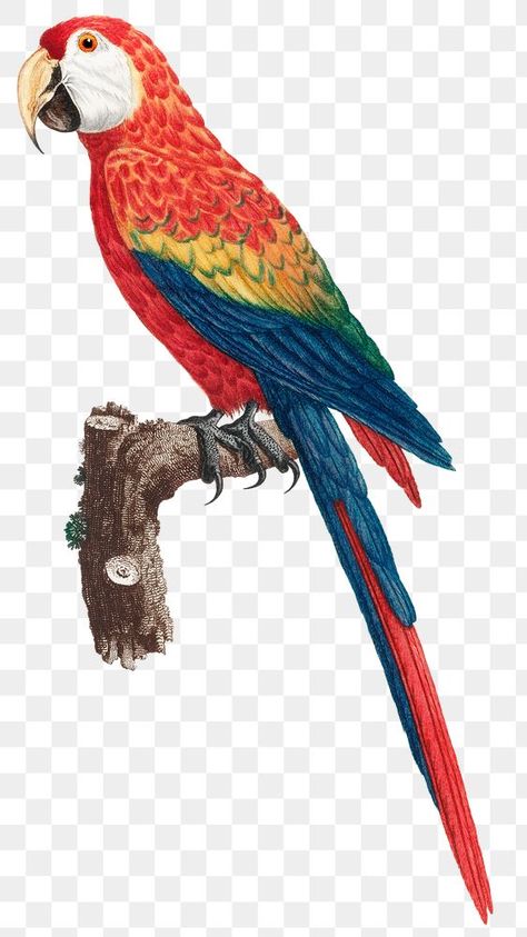 Macaw Bird, Bird Png, Vintage Bird Illustration, Scarlet Macaw, Vintage Parrot, Jungle Illustration, Png Illustration, Illustration Nature, Hand Painted Wallpaper