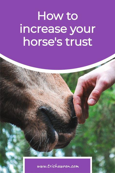 Equestrian Tips, Horse Training Ground Work, Carson James, Horse Massage, Dressage Exercises, Animal Behaviour, Horse Behavior, Horse Lessons, Mini Horses