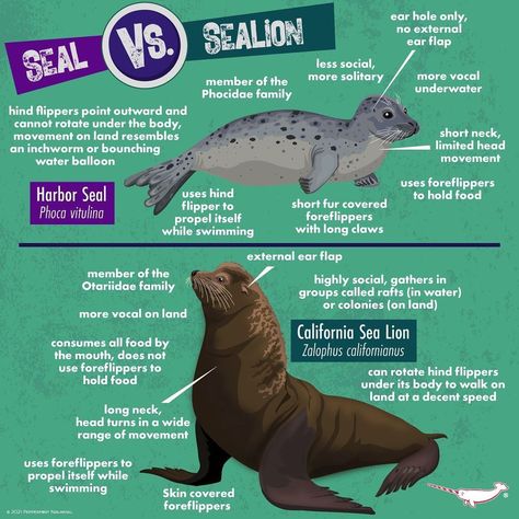 Science Infographics, Animals Information, Wildlife Biologist, Fun Facts About Animals, Tropical Animals, Extinct Animals, Aquatic Animals, Scientific Illustration, Marine Biology