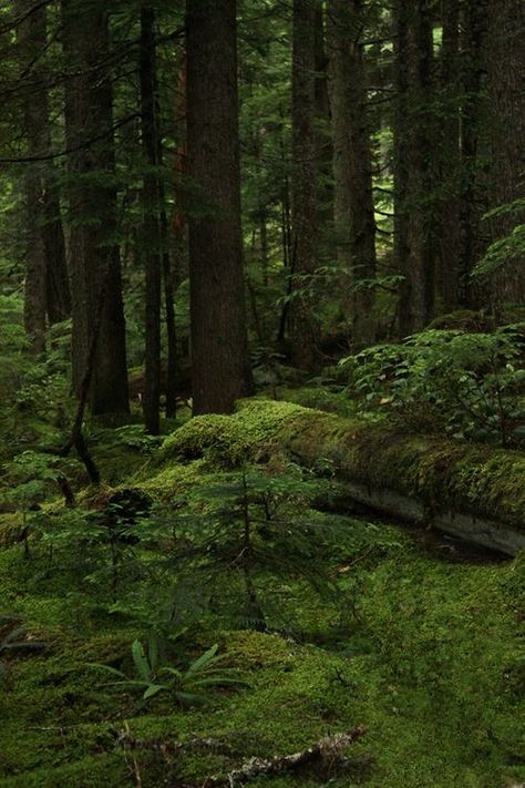 Thick Forest Aesthetic, Drama Stimulus, Thick Forest, Mossy Forest, Foto Bawah Air, Bawah Air, Forest Aesthetic, Evergreen Forest, Forest Photos