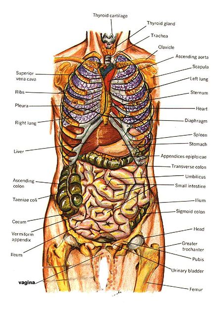 Human Organ Diagram, Body Organs Diagram, Human Anatomy Picture, Human Body Diagram, Picture Of Body, Human Body Printables, Anatomy Organs, Free Human Body, Anatomy Images