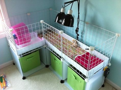 Hedgehog Setup Ideas, C C Cage Hedgehog Ideas, Guinea Pig Set Up Ideas, Hedgehog Cage Setup, Hedgehog Setup, Hedgehog Habitat Ideas, Hedgehog Cage Ideas, Hedgehog Cages, Bunny Habitat