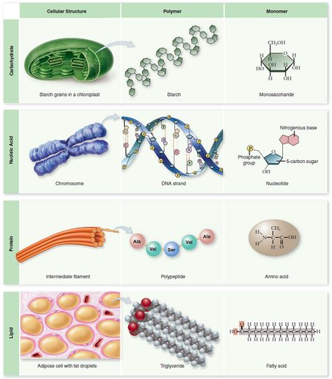 Macromolecules Biology, Biological Macromolecules, Study Biology, Biology Classroom, Basic Anatomy And Physiology, Med School Motivation, Biology Facts, Biology Art, Ap Biology