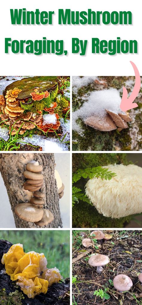 Winter Mushroom Foraging, By Region Mushroom Gathering, Moss Blanket, Growing Mushrooms Indoors, Fall Foraging, Mushroom Farming, Edible Wild Mushrooms, Mushroom Foraging, Growing Mushrooms At Home, Natural Pain Killers