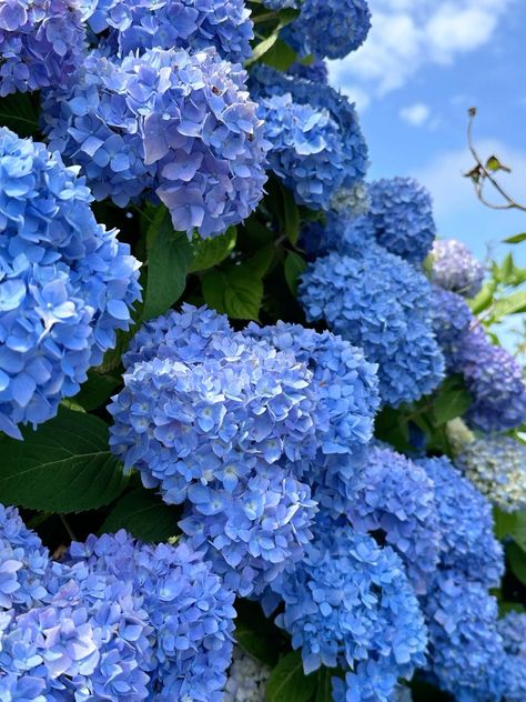 Purple Blue Hydrangeas, Hydrangea Blue Aesthetic, Blue Hydrangea Wallpaper, Hydrangeas Wallpaper, Hydrangea Aesthetic, Blue Hortensia, Hydrangea Picture, Hydrangeas Flowers, Hydrangea Wallpaper