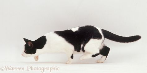 Black-and-white cat stalking, white background Cat Stalking, Cat Anatomy, Dog Poses, Cat Reference, Cat Stock, Uk Photography, Cat Pose, Cat Help, Cat Boarding