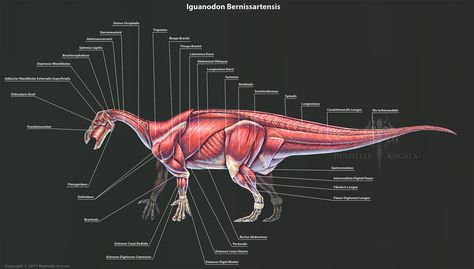 Iguanodon Bernissartensis Muscle Study by TheDragonofDoom Muscle Study, Life In Pieces, Raptor Dinosaur, Dinosaur Era, Hulk Art, Animal Anatomy, Paleo Art, Anatomy Study, White Pen