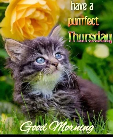 Thursday Cats Funny, Thursday Cat Humor, Good Morning Thursday Funny, Thrilling Thursday, Thursday Morning Quotes, Thursday Greetings, Thursday Blessings, Morning Thursday, Thursday Humor