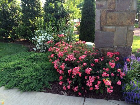 Image result for drift roses Phlox Ground Cover, Drift Roses, Knockout Roses, Rose Care, Rose Varieties, Rose Trees, Ground Cover Plants, Coral Flowers, Hybrid Tea Roses