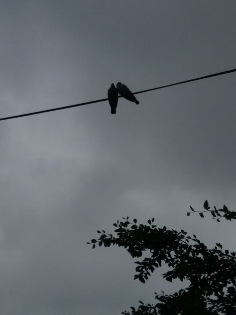 Sky And Birds Aesthetic, Kuş Story, Bird Aesthetic Dark, Dark Clouds Aesthetic, Dark Sky Aesthetic, Dpz Aesthetic, Rainy Sky, Dark Forest Aesthetic, Aesthetic Objects