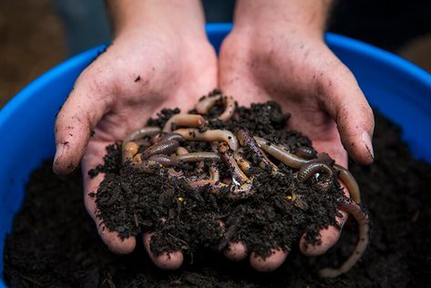 Vermicomposting - Florida-Friendly Landscaping™ Program - University of Florida, Institute of Food and Agricultural Sciences - UF/IFAS Red Wiggler Worms, How To Start Composting, Composting 101, San Diego Botanic Garden, Recycled Kitchen, Compost Bucket, Sustainable Landscaping, Worm Composting, Agricultural Science