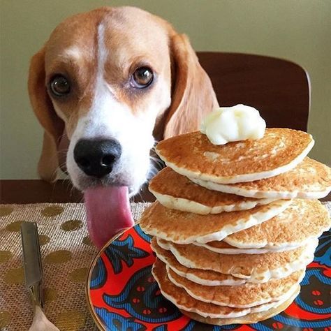 Beagles love pancakes and all other forms of food. Beagle Facts, Baby Beagle, Pocket Beagle, Positive Dog Training, Eat Happy, Adoptable Beagle, Cute Beagles, Therapy Animals, Beagle Mix