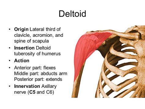 Muscles. - ppt video online download Muscle Origin And Insertion, Deltoid Muscle, Upper Limb Anatomy, Axillary Nerve, Muscular System Anatomy, Shoulder Anatomy, Arm Anatomy, Human Muscle Anatomy, Thoracic Vertebrae