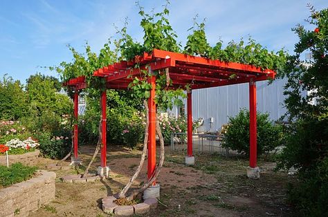 How To Build A Grape Arbor, Grape Arbors, Homestead Homes, Grape Garden, Arbor Design, Beach Setup, Grape Vine Trellis, Grape Tree, Grape Arbor