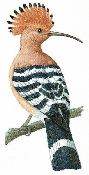 Woodpecker Art, Hoopoe Bird, Colored Pencil Artwork, Bird Art Print, Nature Birds, All Birds, Exotic Birds, Bird Pictures, Color Pencil Art