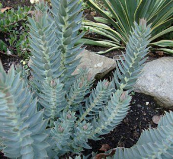 Spurge Plant, Cactus Garden Design, Deer And Rabbit, Architectural Plants, Blue Foliage, Sun Garden, Backyard Vegetable Gardens, Coastal Gardens, Veg Garden