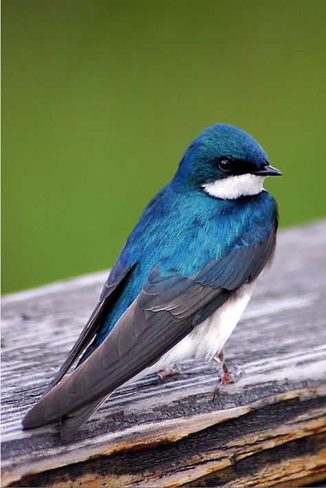 Tree Swallow, Backyard Birds, All Birds, Bird Pictures, Bird Drawings, Pretty Birds, Bird Photo, Colorful Birds, Bird Photography