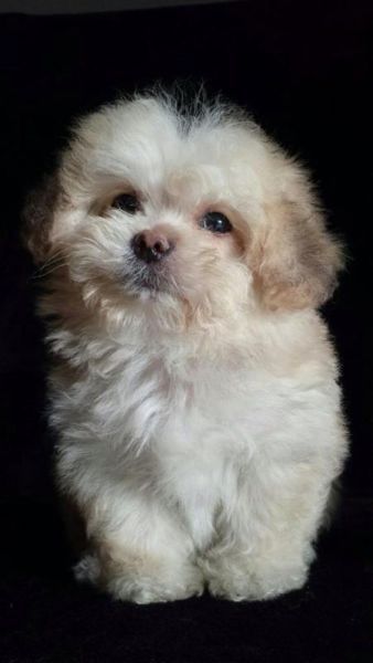 Peke-a-poo Peekapoo Puppies, Peek A Poo, Teacup Maltese, Dogs Grooming, Maltese Puppies, My Buddy, Adorable Animals, Favorite Pins, Maltese