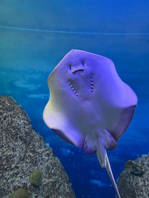 cutest stingray found in cancun, mexico Sting Ray Face, Stingray Face, Kasandra Core, Sea Angles, Stingray Aesthetic, Majestic Sea Flap Flap, Baby Stingray, Sting Rays, Underwater Background