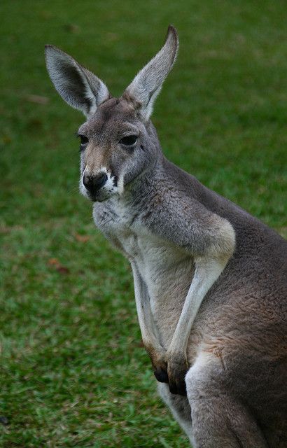 Grey Kangaroo, quite common in Australia Australia Kangaroo, Australia Animals, Pet Rats, Rare Animals, Australian Animals, Animal Sketches, Weird Animals, Cute Creatures, Animal Design