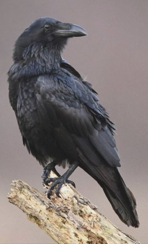 Crow Pictures Art, Crow Photography Flying, Raven Reference Photo, Raven Bird Aesthetic, Crow Front View, Raven On Shoulder, Raven Anatomy, Raven Monster, Raven Reference