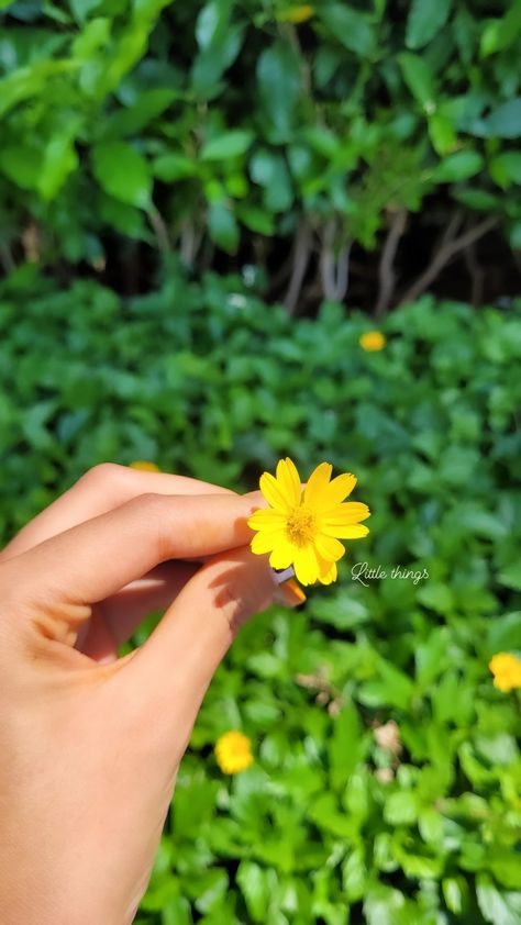 Flower Captions, Snap Captions, Flower Captions For Instagram, Insta Status, Nature Quotes Beautiful, Status Ideas, Instagram Story App, Best Instagram Stories, Holding A Flower