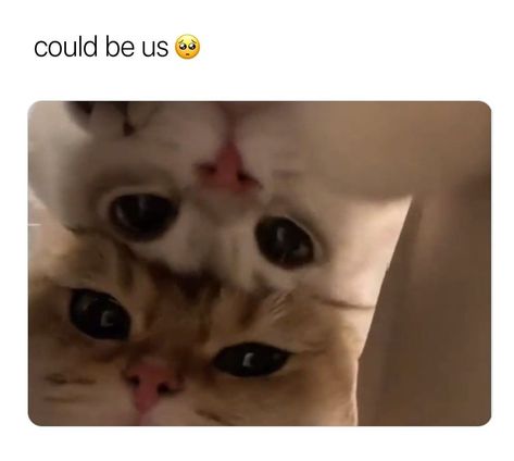 Cat Pickup Lines, Cat Pick Up Lines, Text Pick Up Lines, Thursday Love, Cat Text, Cats In Love, Funny Looking Cats, Silly Cats Pictures, I Love My Girlfriend