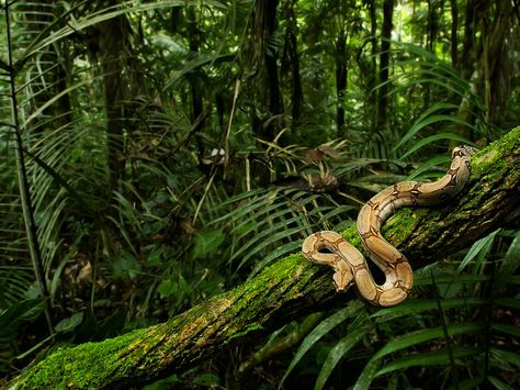 Rainforest Creatures, Jungle Images, South American Rainforest, Mossy Tree, Jungle Life, Amazon Forest, Snake Wallpaper, Boa Constrictor, Rainforest Animals