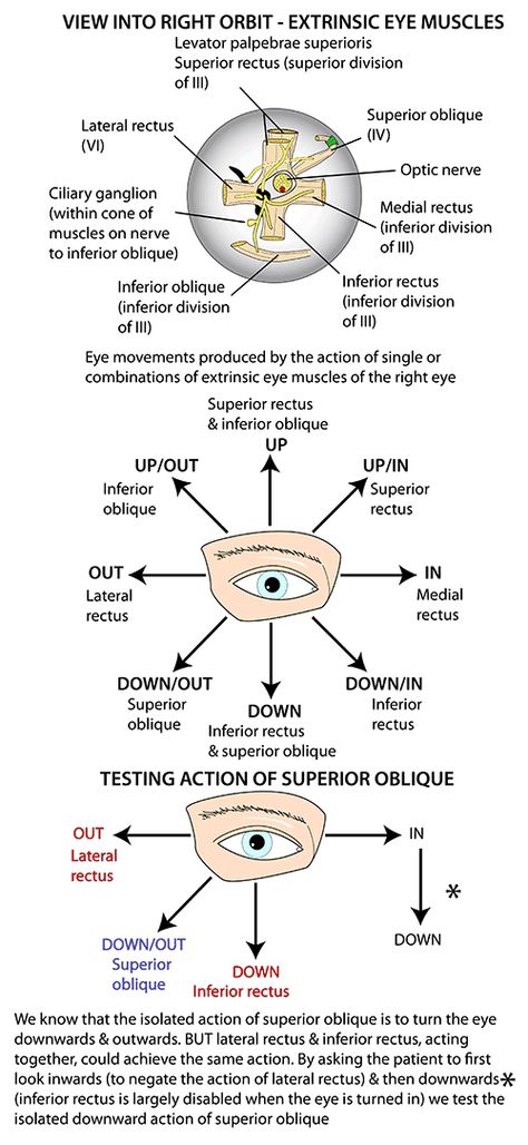 Instant Anatomy - Head and Neck - Areas/Organs - Eye & orbit - Muscles and eye movements Eye Muscles Anatomy, Eye Anatomy Diagram, Opthalmic Technician, Anatomy Of The Body, Optometry Education, Eye Medicine, Anatomy Head, Eye Muscles, Optometry School