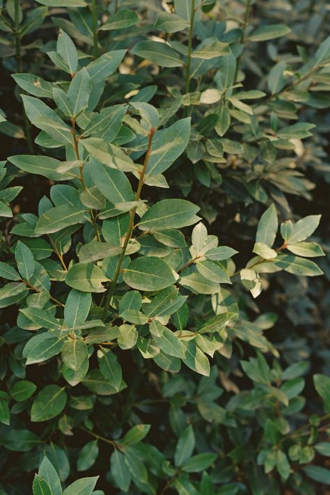 Laurus Nobilis (Sweet Bay) in Jenni Kayne's Californian garden. Sweet Bay is a slow growing, evergreen tree with aromatic leaves that can be used in cooking. Laurus nobilis has slender, leathery dark green leaves. It is drought tolerant, works well as a hedge, and prefers full to part sun. #landscapedesign #californialandscape #plants #gardendesign #garden #hedge Bay Tree Hedge, Front Driveway, The Symbiotic Relationship Between, Fast Growing Evergreens, Laurus Nobilis, Bay Tree, Reconnect With Nature, Fencing & Gates, Dark Green Leaves