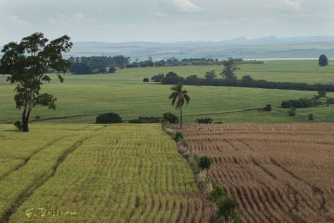 Brazil countryside by F.Dassan Brazil Countryside, Brazilian Countryside, Countryside Aesthetic, Brazil