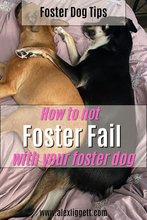 foster dog tips | foster dog mom | foster dog room | foster dog training | foster dog ideas Foster Dog Quotes, Foster Dogs, New Puppy Checklist, Dog Mom Quotes, Dog Behavior Training, Dog Lover Quotes, Dog Room, Dog Behavior Problems, Foster Dog