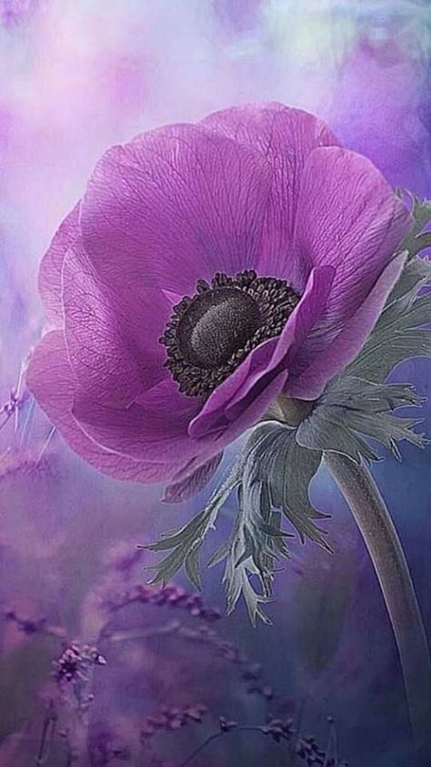 beautiful purple flower Poppies Tattoo, Poppy Painting, Anemone Flower, Sanya, Beautiful Flowers Pictures, Flower Art Painting, Arte Floral, Purple Flower, Exotic Flowers