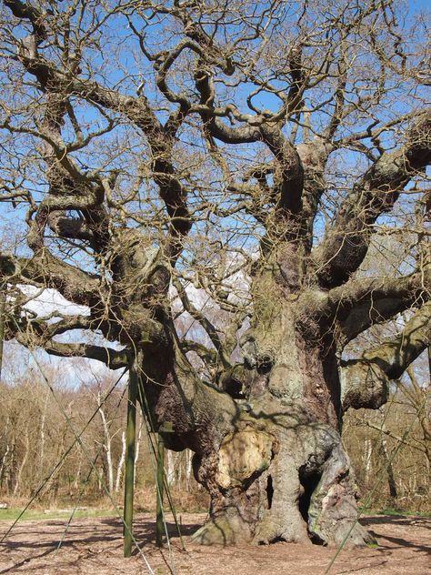 The Major Oak Flickeringlamps blogpost Addams Family Show, Oliver Cromwell, Weird Trees, Charles Ii, Sherwood Forest, Oak Trees, English History, Ancient Tree, Unique Trees