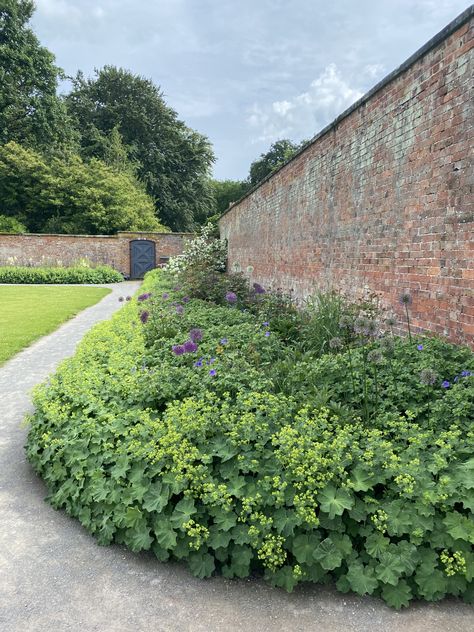 Walled garden border idea. Alchemilla mollis, the garden lady's-mantle or lady's-mantle Lady’s Mantle, Ladies Mantel Plant, Lady Mantle Plant, Lady's Mantel Flower, Lady’s Mantle Garden, Ladys Mantle, Lady’s Mantle Companion Plants, Iowa Garden, Woodland Garland