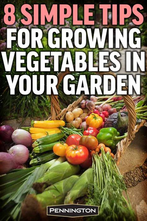 Beautiful Vegetable Garden, Balcony Vegetable Garden, Raised Vegetable Gardens, Apartment Balcony Garden, Garden Herbs, Starting A Vegetable Garden, When To Plant, Vegetable Garden For Beginners, Vegetable Garden Diy