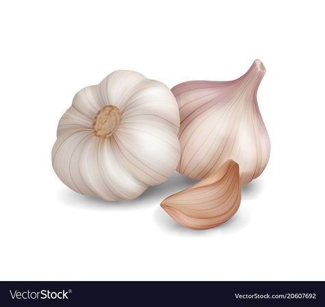 Photo realistic garlic on white background Vector Image Garlic Images, Garlic Vector, Garlic Photo, White Vegetables, Vegetable Drawing, Vegetable Pictures, White Fruit, Vegetable Illustration, Fruits Drawing