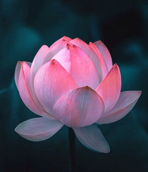 Lotus Image, The Lotus Flower, Chinese Flowers, Lotus Flower Pictures, Sacred Lotus, Beautiful Flowers Images, Pink Lillies, Vegan Candles, Pink Lotus