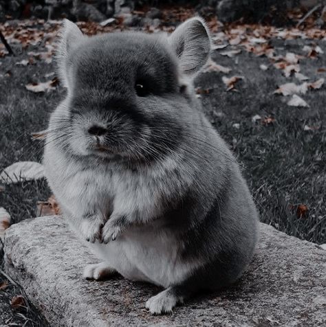 Chinchilla Aesthetic, Chinchilla Wallpaper, Aesthetic Chinchilla, Chinchilla Photography, Chinchilla Black, Pretty Animals, True Friends, Star Trek, Baby Animals