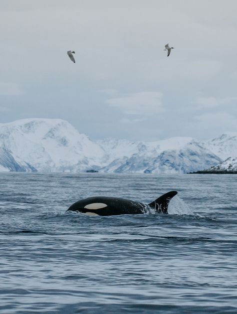 Norway Whale Watching, Tromso Whale Watching, Tromsø Norway Aesthetic, Tromso Norway Aesthetic, Norway Whales, Tromso Aesthetic, Norway Orcas, Orca Watching, Orca Aesthetic