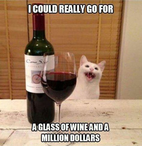 Drunk Cat, Animal Shaming, Cat Wine, Cat Drinking, White Cats, Cat Person, Funny Cat Pictures, Cat Aesthetic, Funny Cat Memes