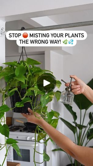 1.1K views · 65 reactions | I used to think misting was just a fun way to give my plants a little shower, but I’ve learned it’s not as simple as it looks—especially if you want your plant babies to thrive. 😅

👉👉Click on SAVE so you don’t lose this info !! 

Here’s what I wish I knew sooner:

	1.	Not every plant loves misting – Yeah, I used to mist EVERYTHING, but turns out, plants like succulents and cacti actually hate it! Stick to misting humidity-lovers like ferns, calatheas, and monsteras. Trust me, your desert plants will thank you. 🌵

	2.	It doesn’t replace watering – Misting helps with humidity, but it won’t hydrate your plant’s roots. Make sure you’re still watering properly, and use misting as a bonus, not the main act! 💧

	3.	Timing is everything – Mist in the morning, so yo Plants Hacks, Timing Is Everything, Desert Plants, I Wish I Knew, 1k Views, Indoor Plant, Still Water, Dog Health, Trust Me