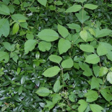 Poison Ivy Plant Identification | Poison Ivy Control Of Michigan | Birmingham MI. Bells Aesthetic, Poison Ivy Plant, Poison Ivy Plants, Elder Tree, Birmingham Michigan, Ivy Look, Ivy Plant, Box Elder, Kim Minji