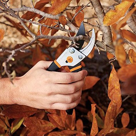 20 Best Garden Shears - Hedge Shears and Clippers to Buy Trimming Hedges, Hedge Shears, Pruning Tools, Garden Scissors, Garden Shears, Plant Cuttings, Gardening Tools, Ornamental Grasses, Pruning Shears