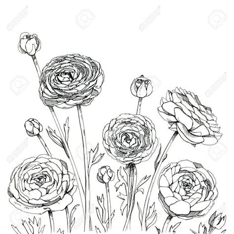 Ranunculus Drawing, Whimsical Tattoos, Scripture Doodle, Wall Murals Diy, Line Art Flowers, Flower Line Drawings, Ranunculus Flowers, Botanical Tattoo, Book Flowers