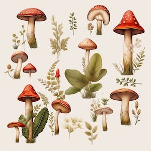 Magical Enchanted Forest, Forest Elements, Boho Mushroom, Large Scale Wall Art, Mushroom Clipart, Woodland Clipart, Forest Mushrooms, Mushroom Images, Magical Woodland