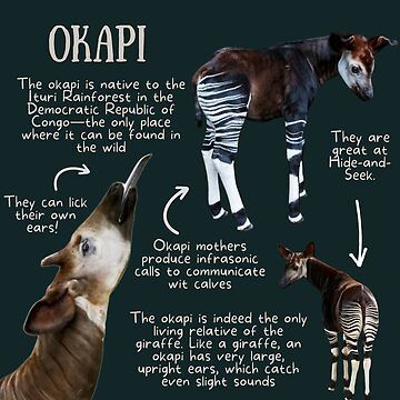 "Okapi Fun Facts" Photographic Print for Sale by KyleNesas | Redbubble Okapi Aesthetic, Okapi Animal, Fun Fact Design, English Teaching Ideas, Zoo Art, Fav Animal, Horse Games, Reference Pics, Animal Reference